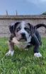 Wunderschöne reinrassige Amerikanische Pitbull -Welpen Männer und Frauen 15 Wochen.