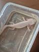 Suche Axolotl Notstation